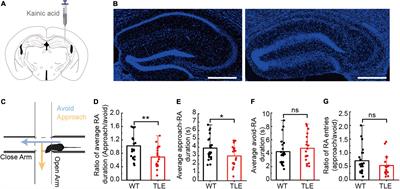 Dysfunction of the Hippocampal-Lateral Septal Circuit Impairs Risk Assessment in Epileptic Mice